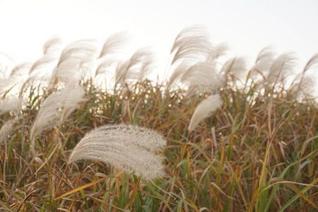 pampas grass in the autumn field