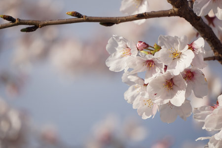 Sakura blooming in spring in Japanの写真素材