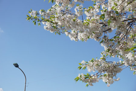Sakura blooming in spring in Japanの写真素材