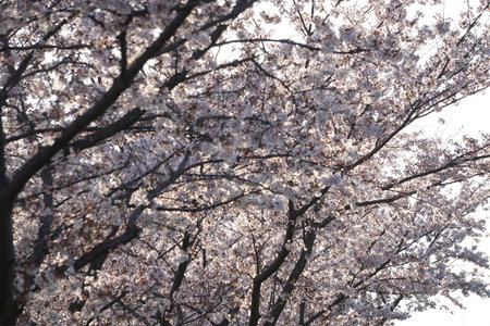 Sakura blooming in spring in Japanの写真素材