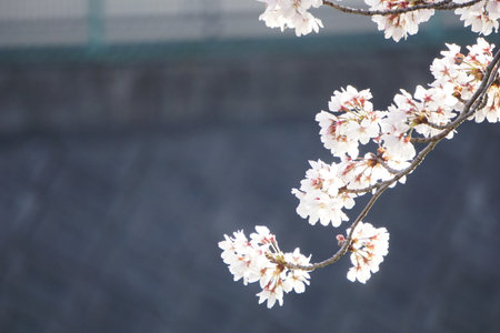 Sakura blooming in spring in Japanの写真素材