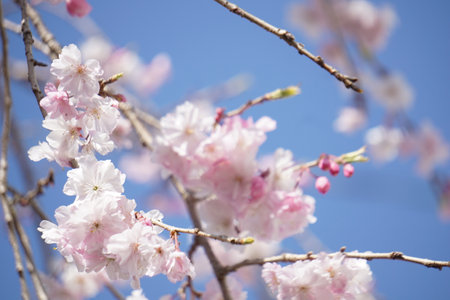 Sakura blooming in spring in Japanの写真素材