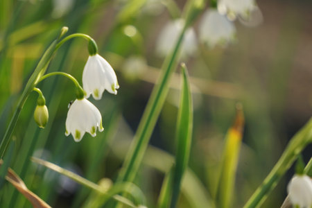 Snowflake blooming in spring in Japanの写真素材