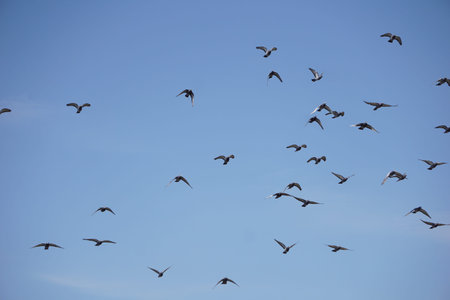 Pigeons living outdoors in Japan