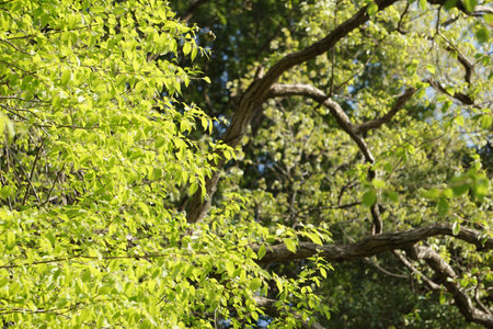 Bright green leaves of beautiful trees