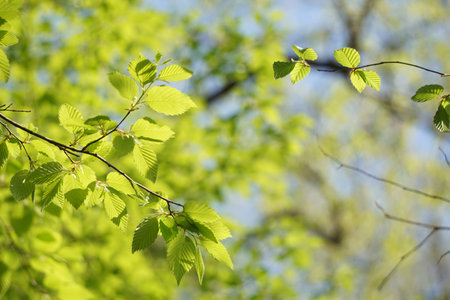 Bright green leaves of beautiful trees