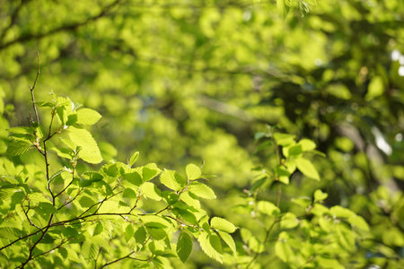 Bright green leaves of beautiful trees