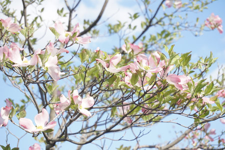 Dogwood blooming in spring in Japanの写真素材