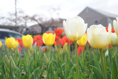 Tulips blooming in spring in Japanの写真素材