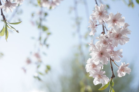 Sakura blooming in spring in Japanの写真素材