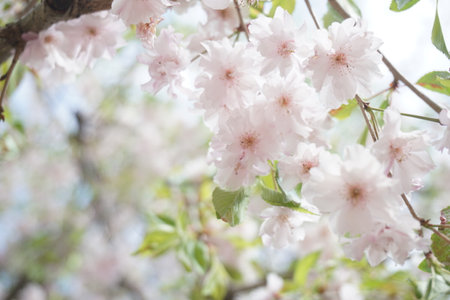 Sakura blooming in spring in Japanの写真素材
