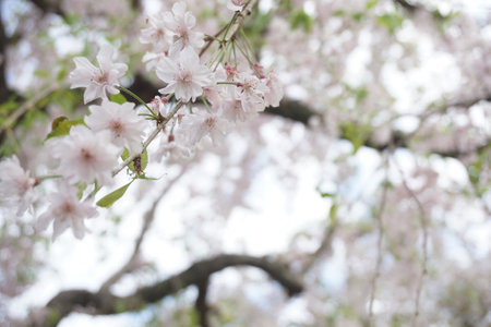 Sakura blooming in spring in Japanの写真素材
