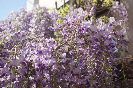 Wisteria flowers blooming in spring in Japanの写真素材