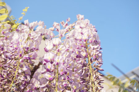 Wisteria flowers blooming in spring in Japanの写真素材