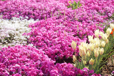 Shibazakura blooming in spring in Japanの写真素材