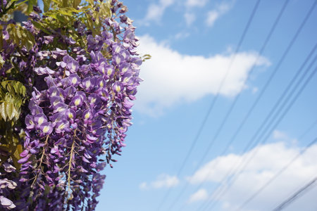 Wisteria flowers blooming in spring in Japanの写真素材