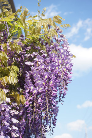 Wisteria flowers blooming in spring in Japanの写真素材
