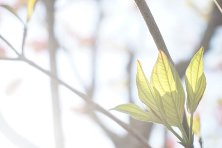fresh green leaves in spring