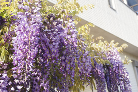 Wisteria flowers blooming in spring in Japanの写真素材