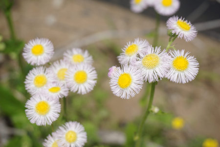 Halcyon flowers blooming in spring