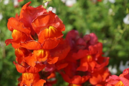 Snapdragon that blooms in spring in Japanの写真素材
