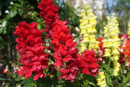 Snapdragon that blooms in spring in Japanの写真素材