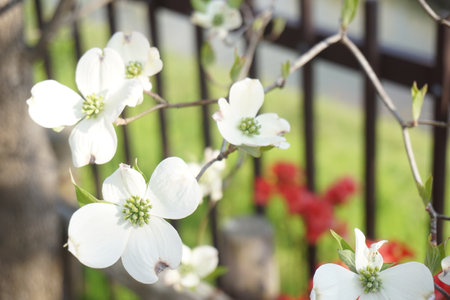 Dogwood blooming in spring in Japanの写真素材