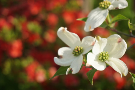 Dogwood blooming in spring in Japanの写真素材