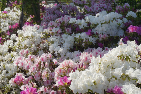 Azalea blooming in spring in Japanの写真素材