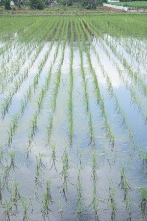 A rice field where Japanese rice is grownの写真素材