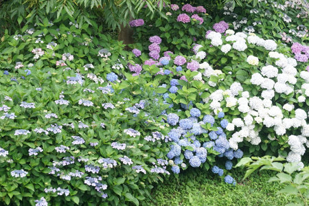 Hydrangea blooming in early summer in Japanの写真素材