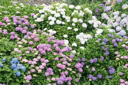 Hydrangea blooming in early summer in Japan