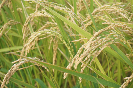 Rice grown in summer in Japanの写真素材