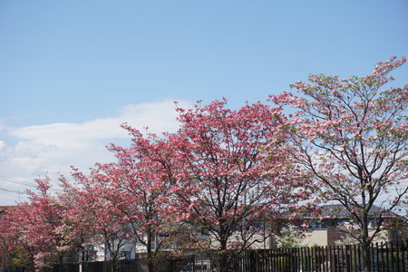 Dogwoodの写真素材