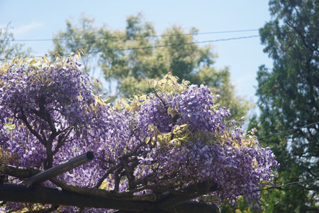 wisteria flowerの写真素材
