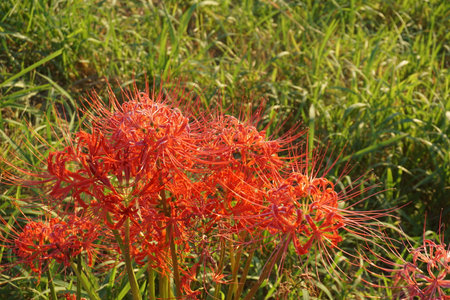 Higanbana blooming in autumn in Japanの写真素材