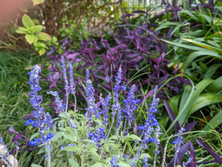 flower bed with blue flowersの写真素材