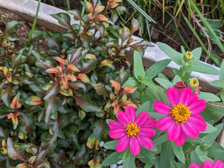 Zinnia blooming in autumn in Japanの写真素材