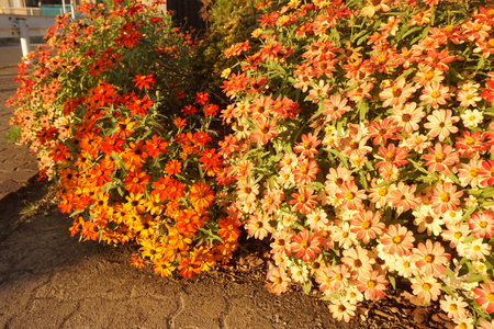 zinniaの写真素材