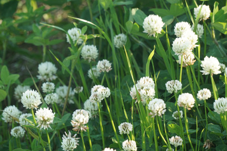 white cloverの写真素材