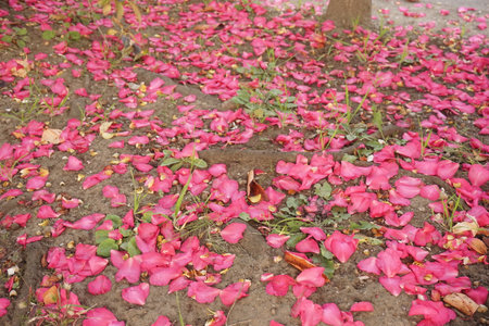 petalの写真素材