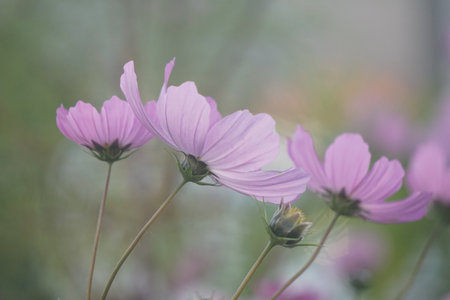 cosmosの写真素材