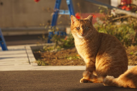catの写真素材