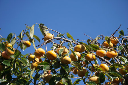 Persimmons ripening in autumn in Japanの写真素材