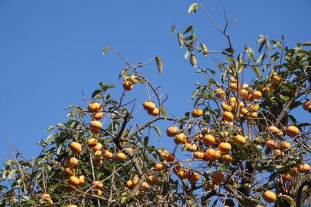 Persimmons ripening in autumn in Japanの写真素材