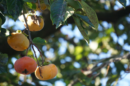 Persimmons ripening in autumn in Japanの写真素材