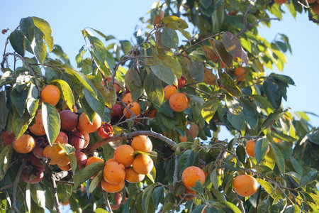 Persimmons ripening in autumn in Japanの写真素材