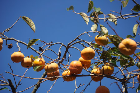 Persimmons ripening in autumn in Japanの写真素材