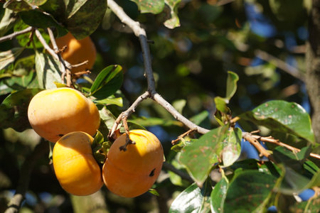 Persimmons ripening in autumn in Japanの写真素材