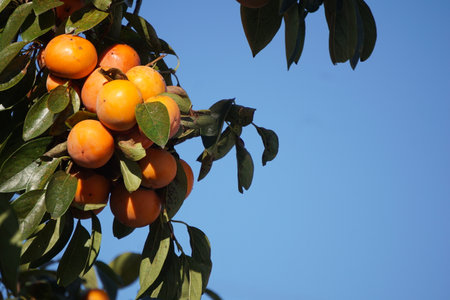 Persimmons ripening in autumn in Japanの写真素材